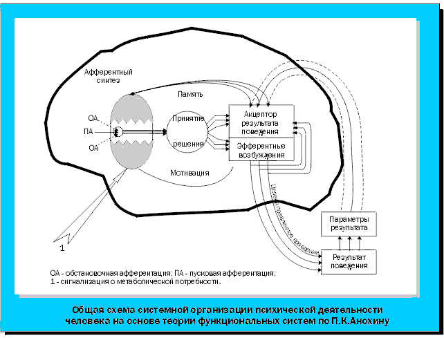 Общая схема системной организации психической деятельности человека на основе теории функциональных систем по П.К.Анохину